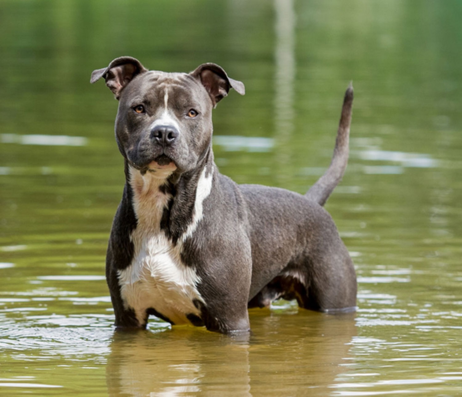 American Staffordshire Terrier vs American Bully Breed