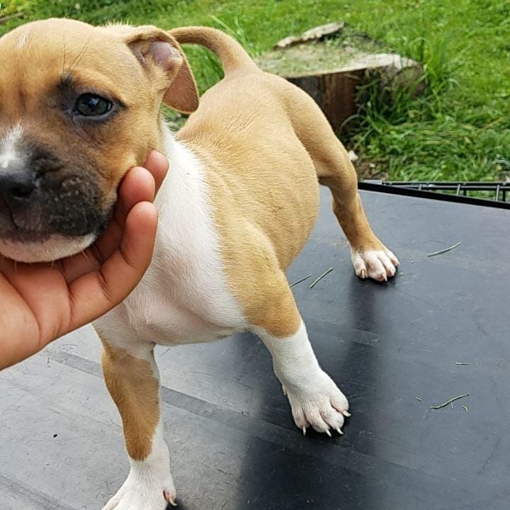 American Staffordshire Terrier Puppies For Sale Alcott