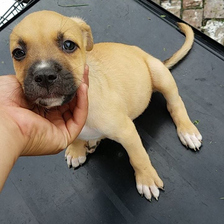 American Staffordshire Terrier Puppies For Sale Alcott