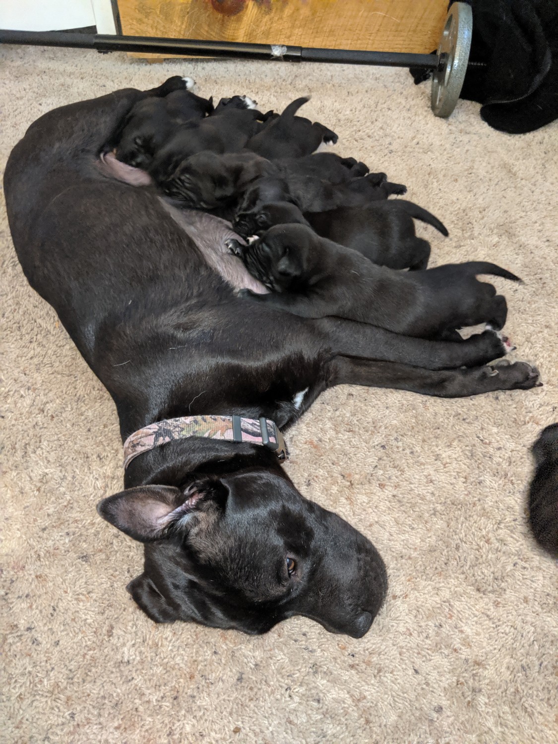 American Staffordshire Terrier Puppies For Sale Sabin