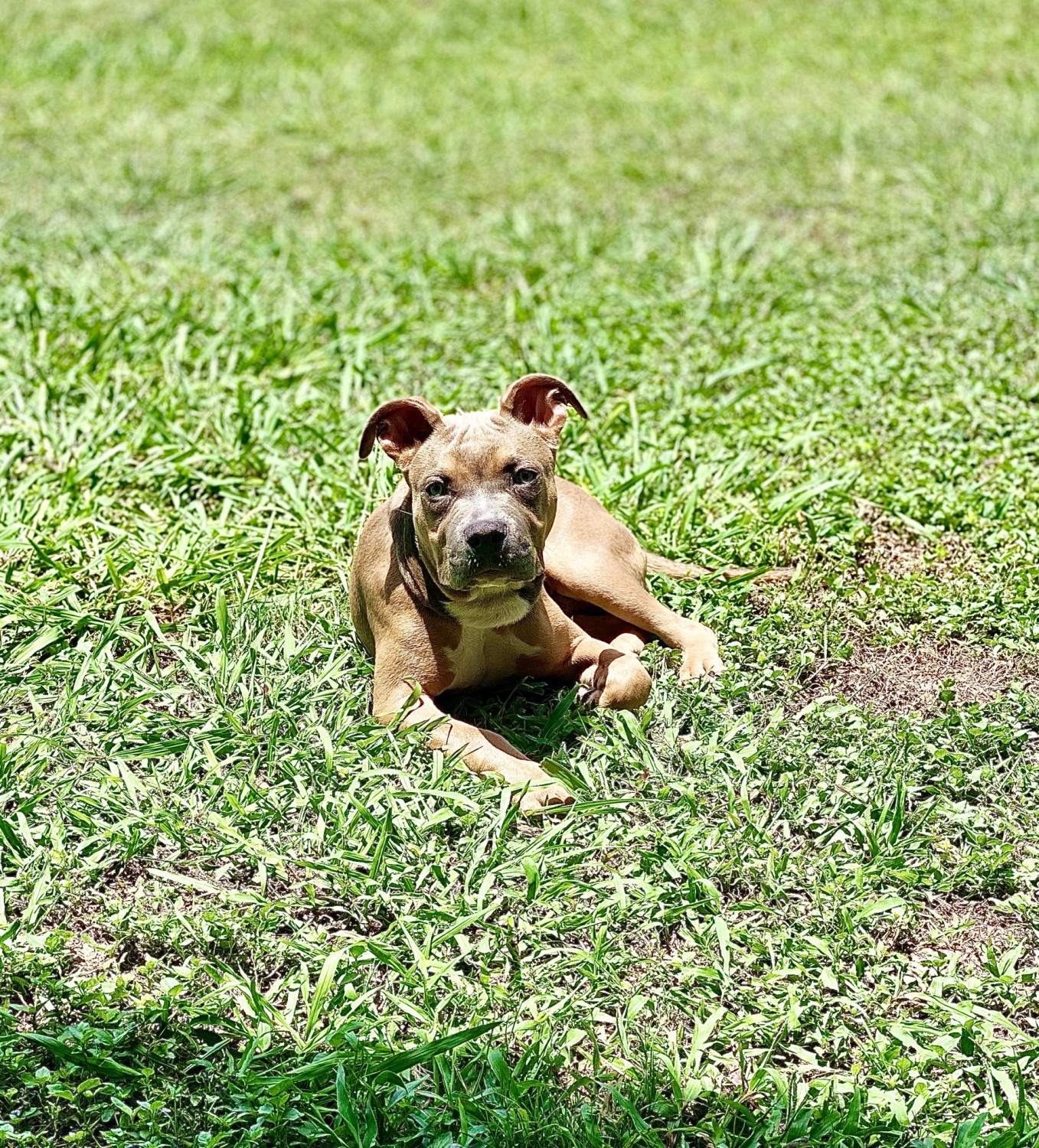 American Staffordshire Terrier Puppies For Sale Robinson