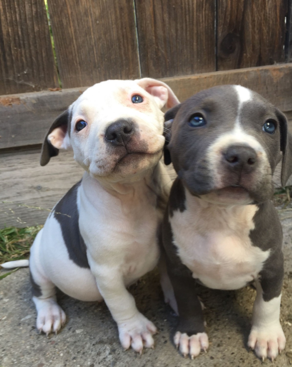 List Of Popular American Staffordshire Terrier Mixes With Pictures