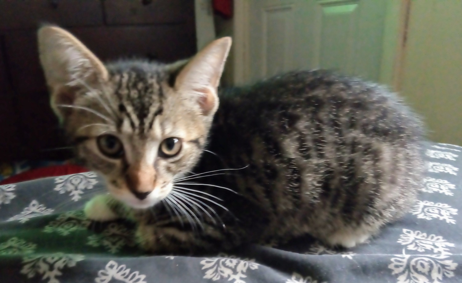 American Wirehair Cats For Sale Brockton Ma 303276