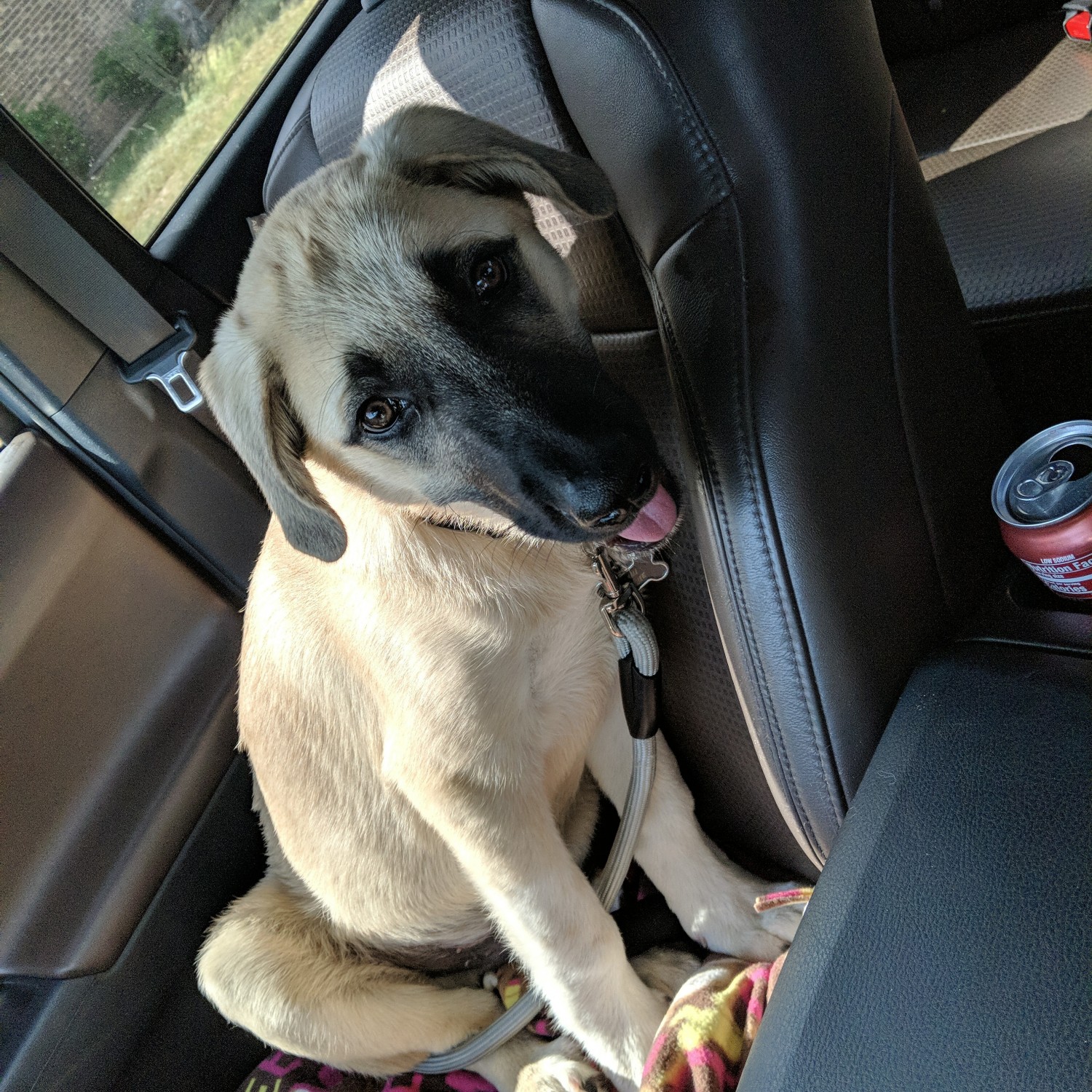 Anatolian Shepherd Puppies For Sale Victoria, TX 319979