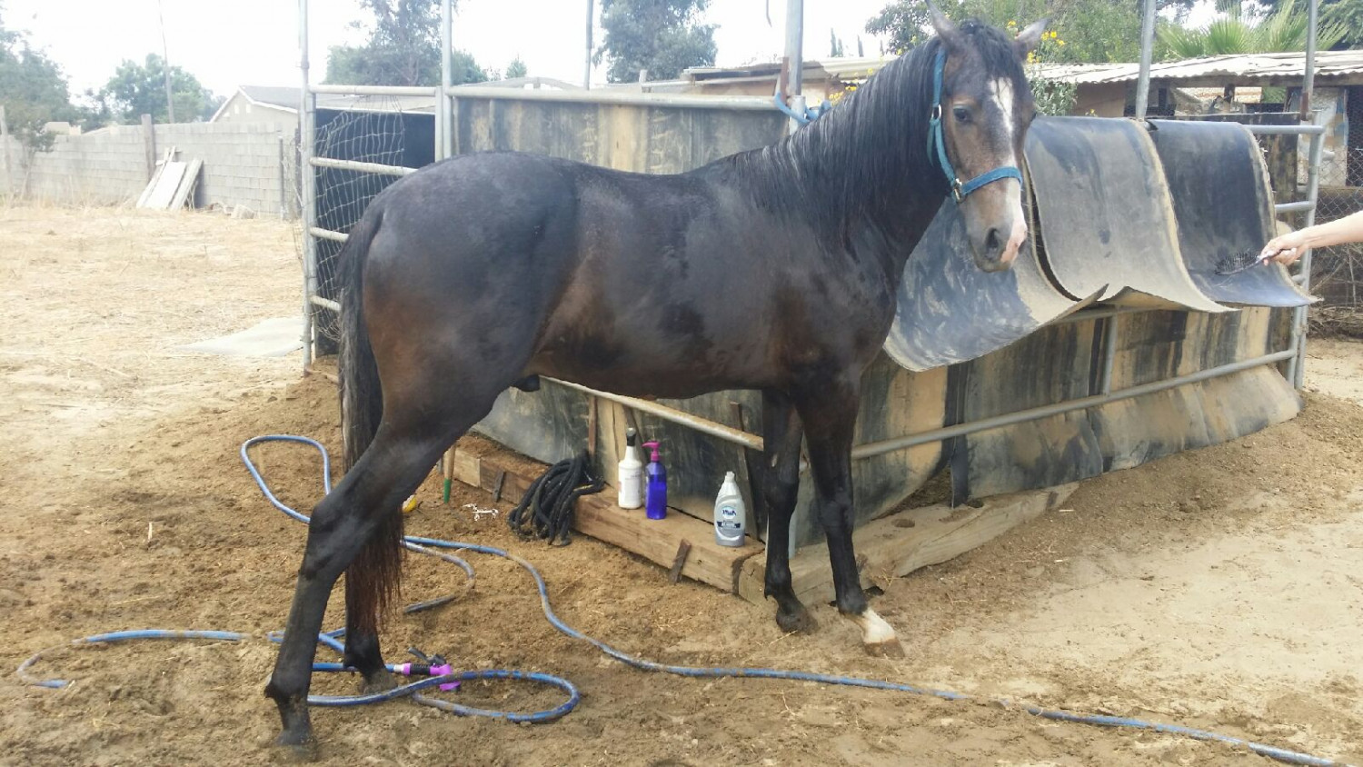 Andalusian Horses For Sale Jurupa Valley, CA 247858