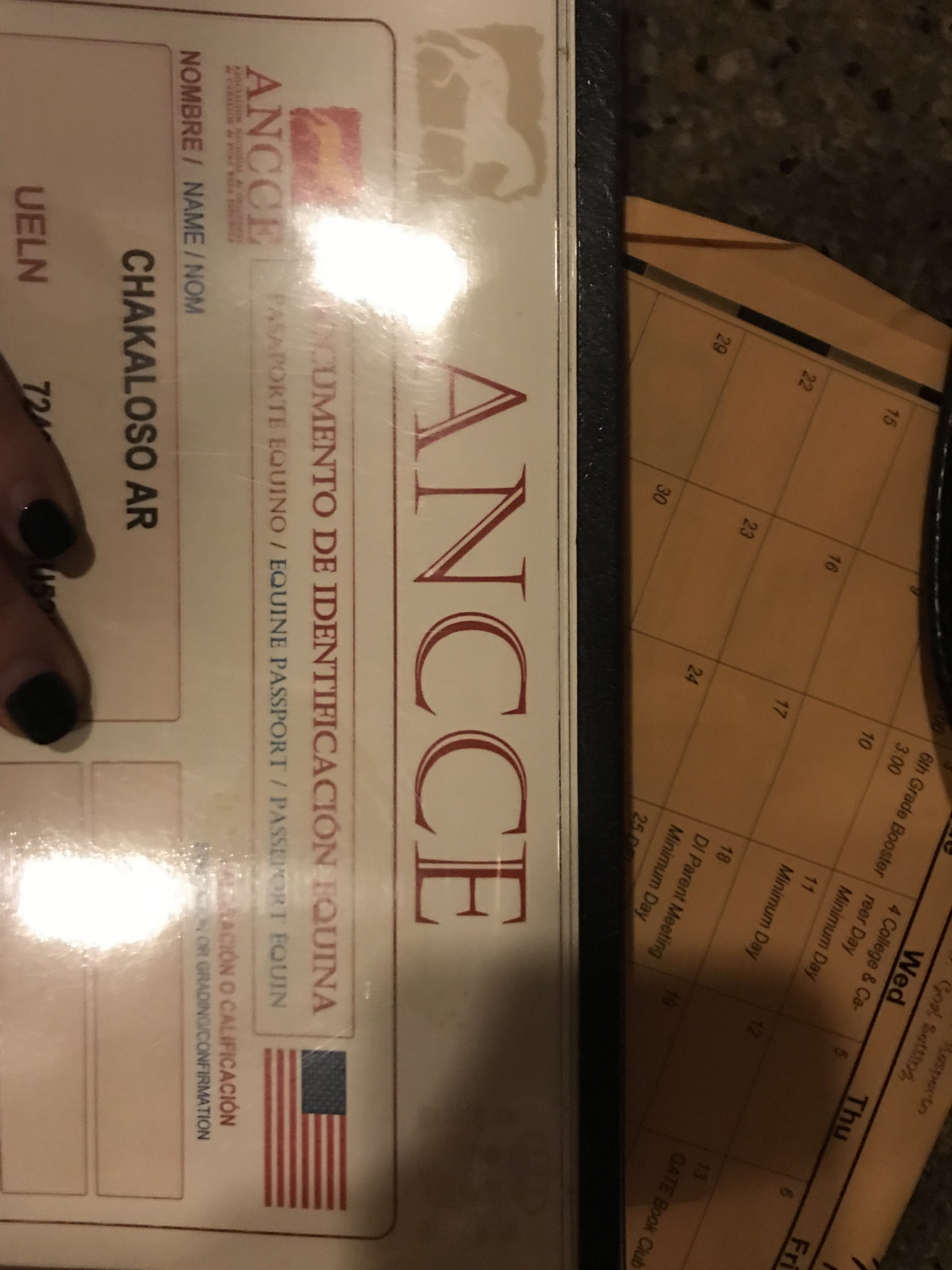 Andalusian Horses For Sale Jurupa Valley, CA 247858