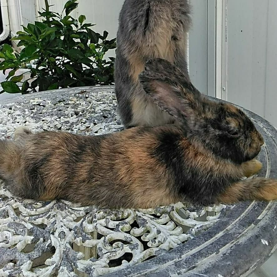 Angora rabbit Rabbits For Sale Mulberry, FL 303837