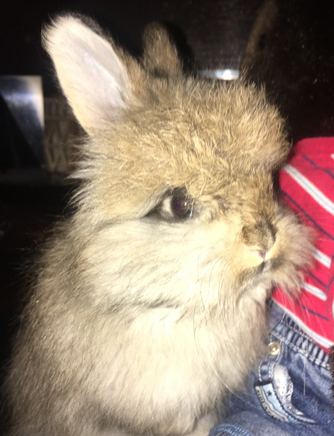 Angora rabbit Rabbits For Sale Highlandville, MO 314903