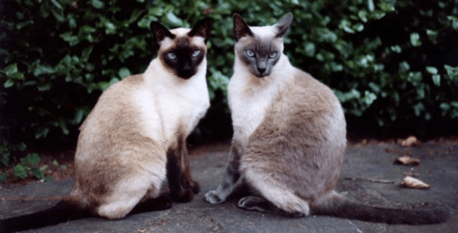 Applehead Siamese vs Traditional Siamese: What's the Difference? - wide 1