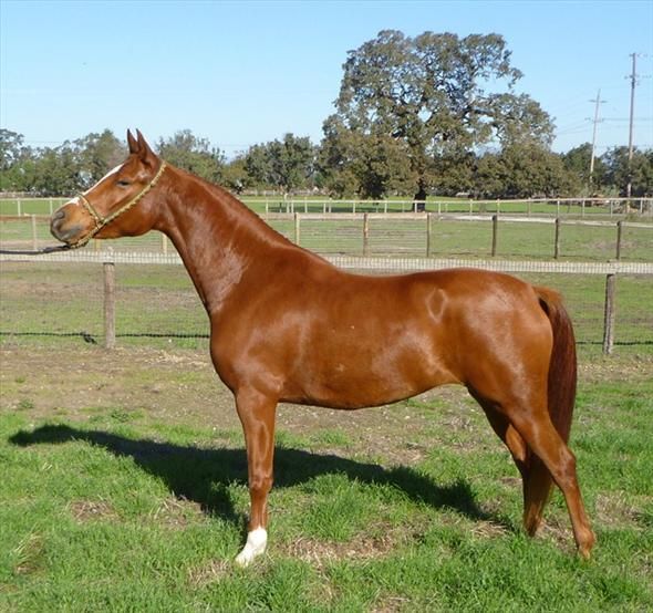 Arabian Horses For Sale Jacksonville, FL 85241