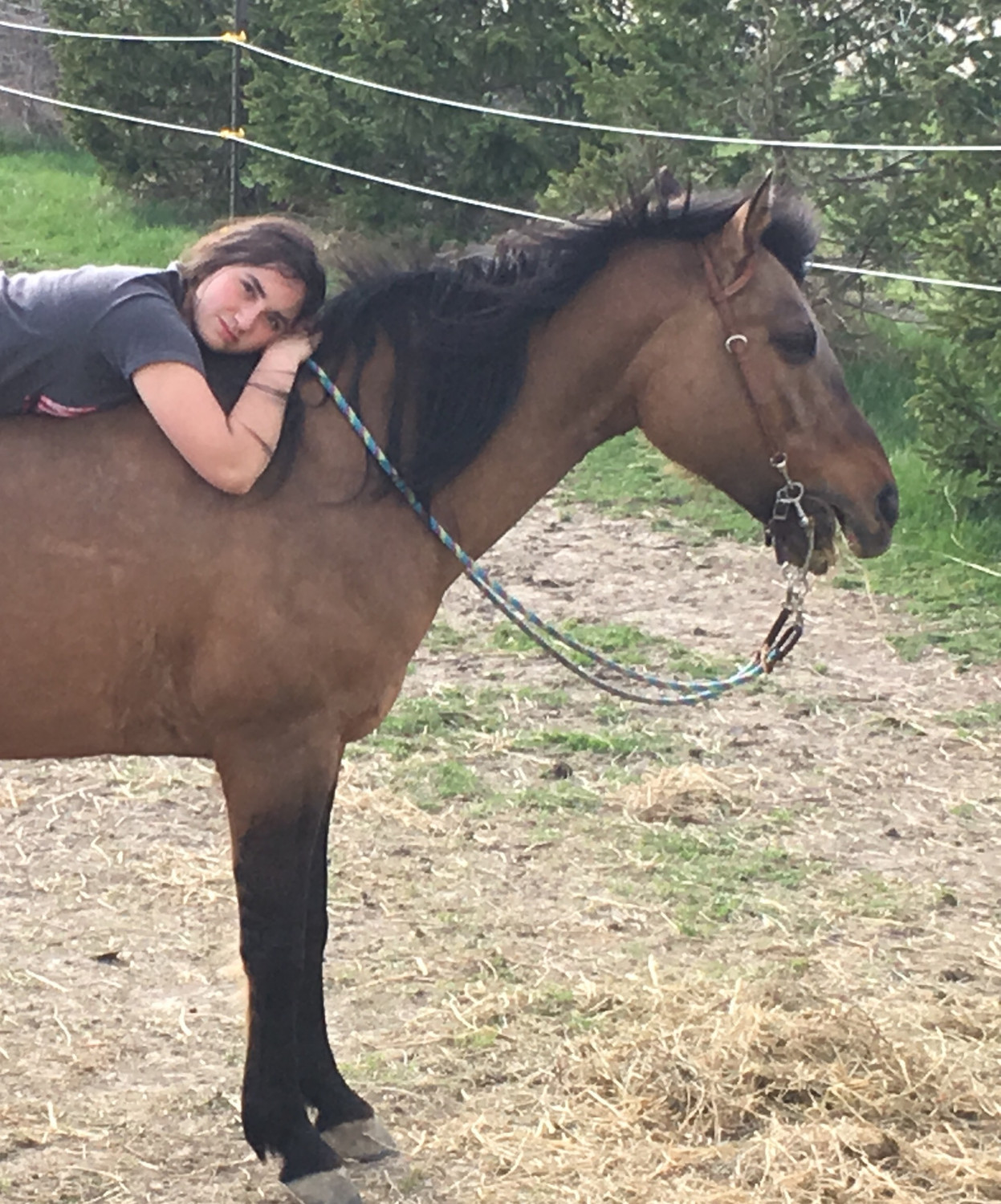 Arabian Horses For Sale McClure, OH 200473 Petzlover