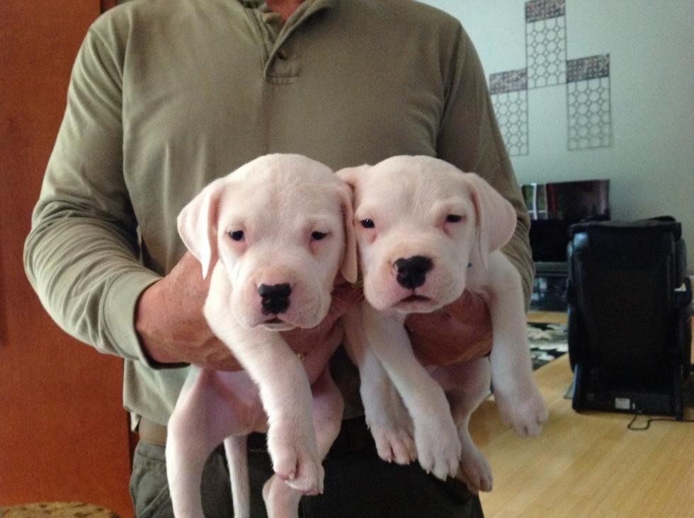 Argentine Dogo Puppies For Sale | Blair, SC #82247