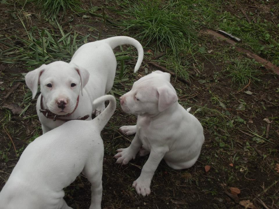 Argentine Dogo Puppies For Sale | Newport, RI #243469