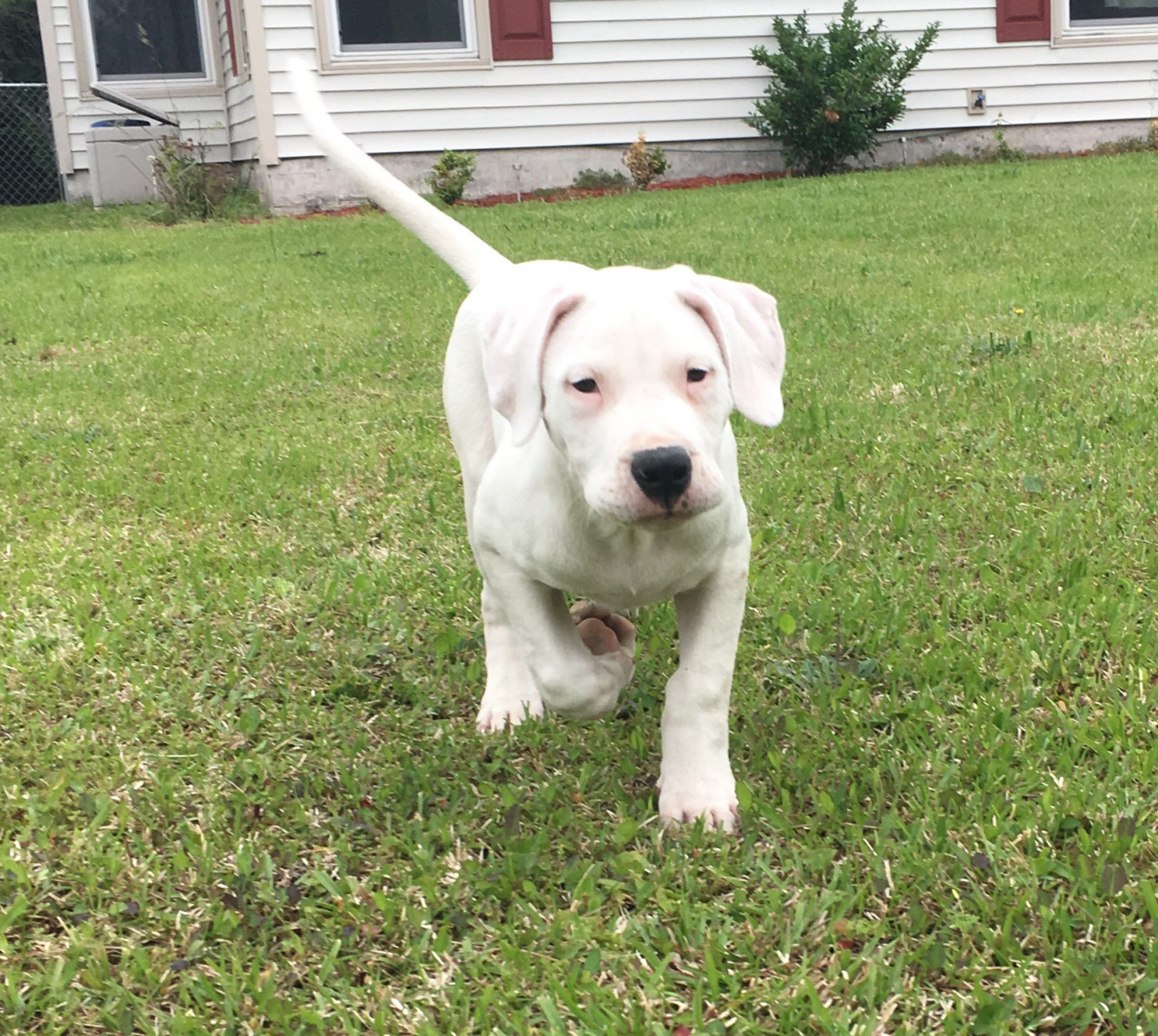 Argentine Dogo Puppies For Sale | Jacksonville, NC #275936