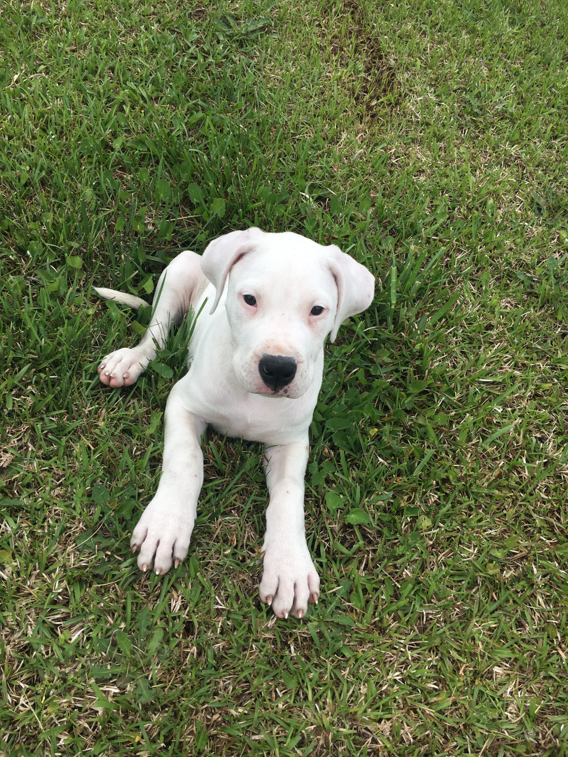 Argentine Dogo Puppies For Sale Jacksonville, NC 275936