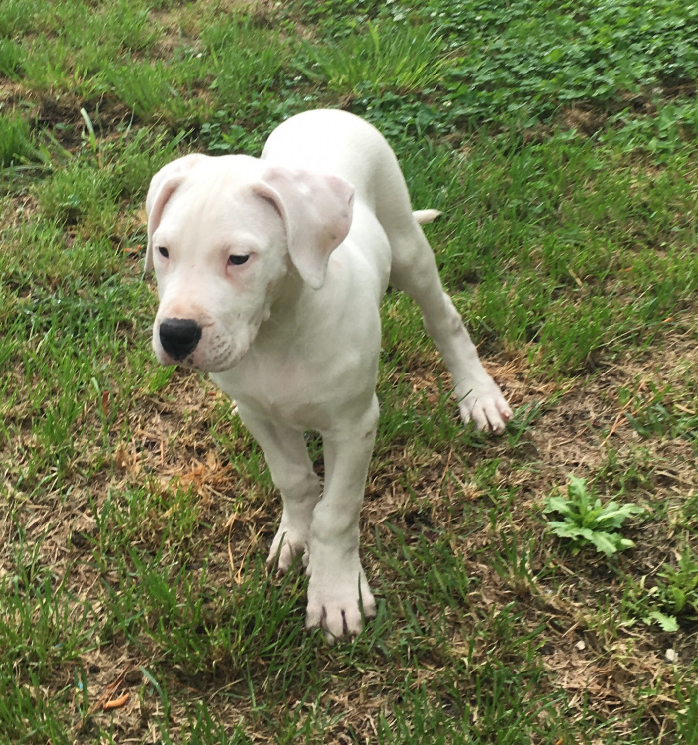 Argentine Dogo Puppies For Sale Jacksonville, NC 275936