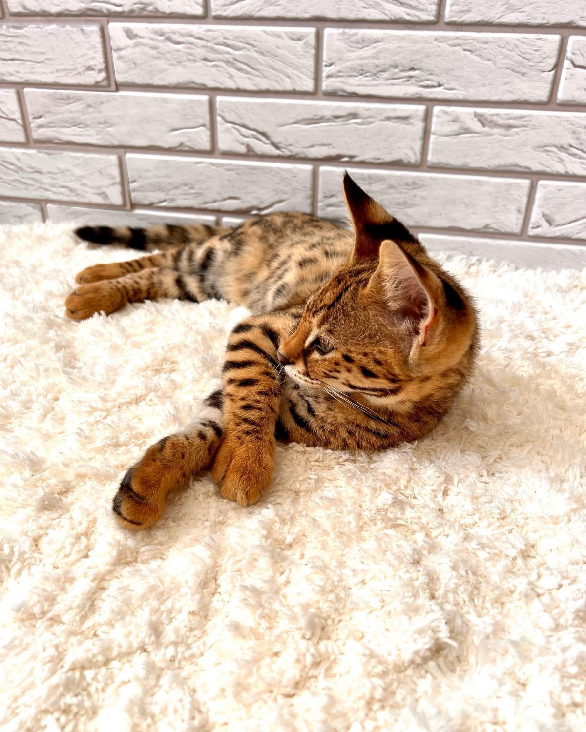 Ashera Cats For Sale Chicago Loop, IL 494835 Petzlover