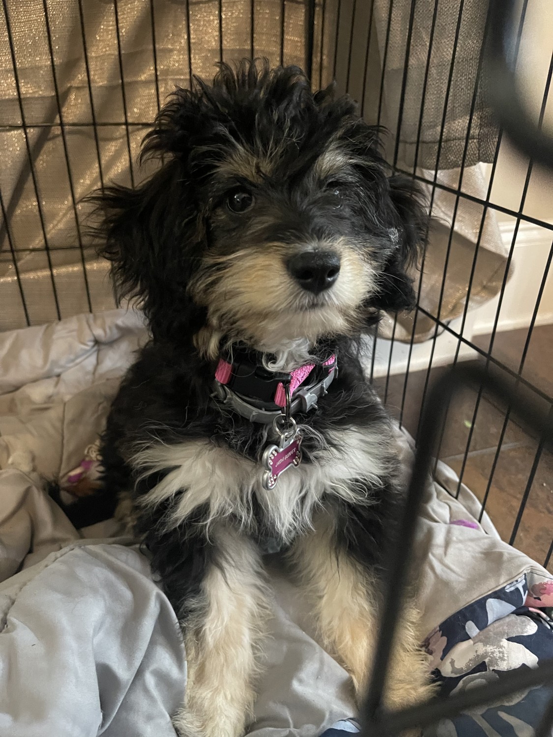 Aussie Doodles Puppies For Sale Augusta, GA 429936