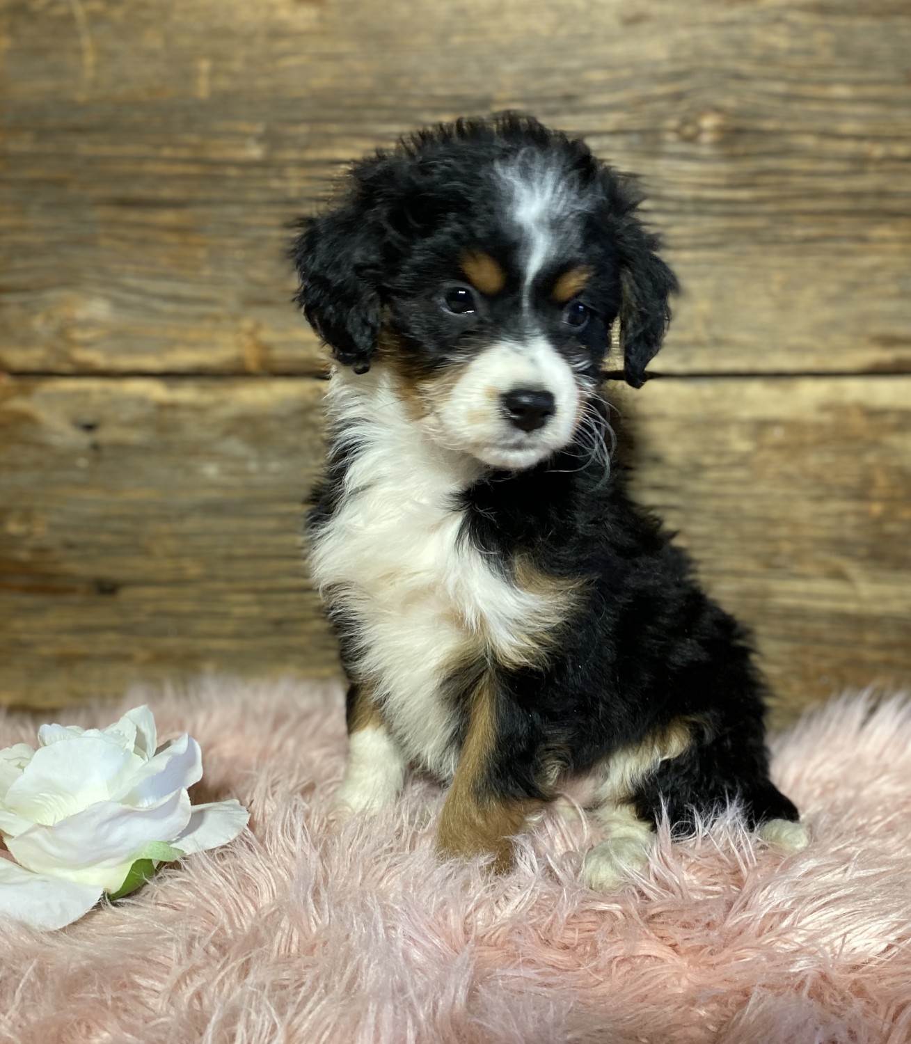 Aussie Doodles Puppies For Sale Holmes County Oh 321387