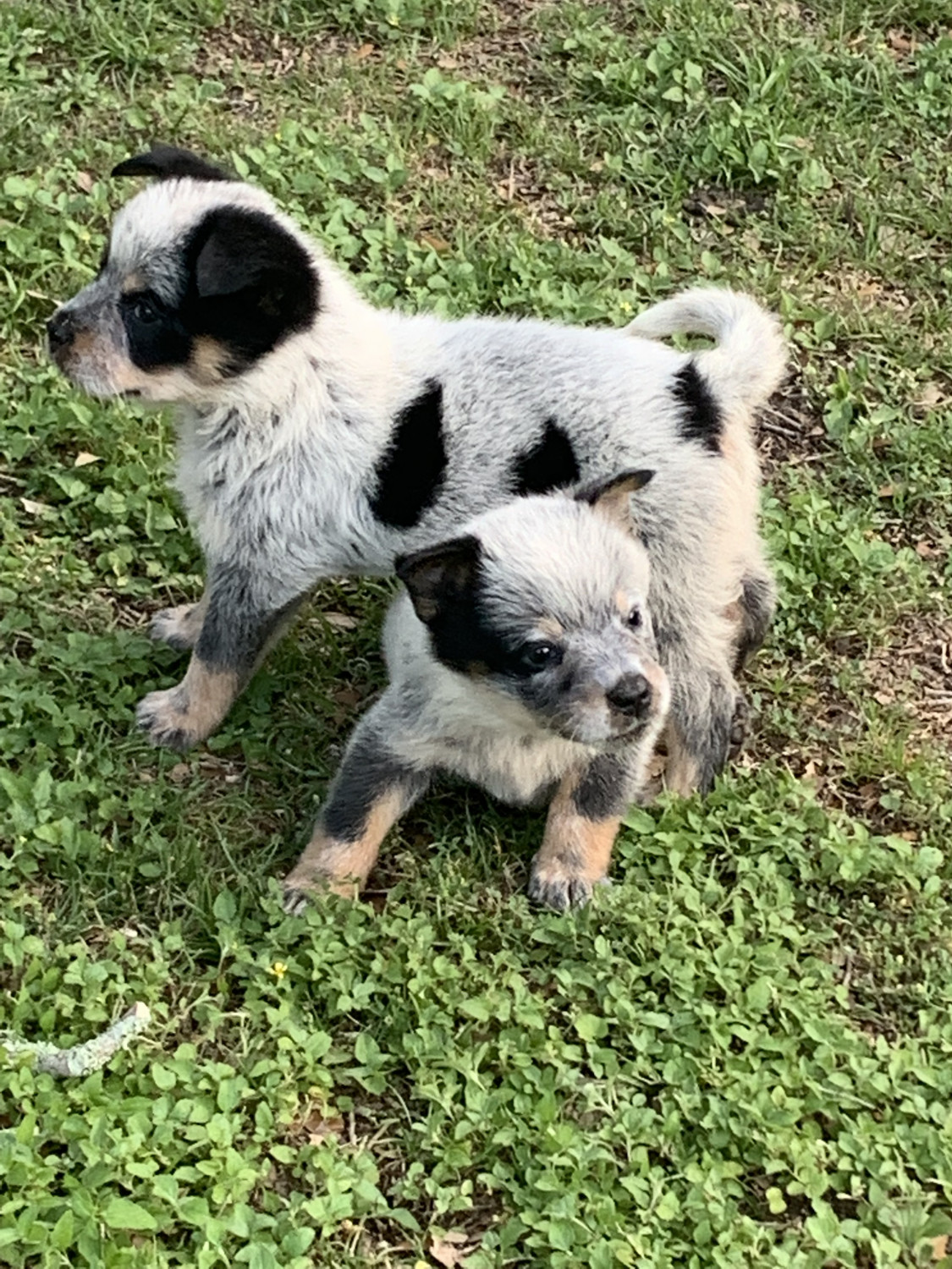 Austrailian Blue Heeler Puppies For Sale Ocala, FL 303650