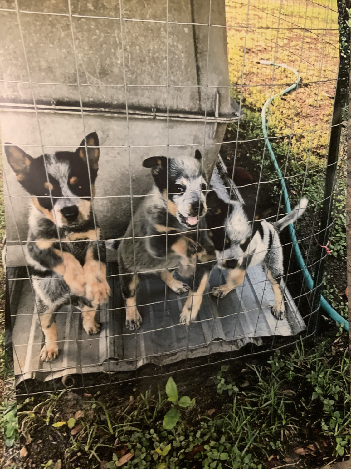 Austrailian Blue Heeler Puppies For Sale Ocala, FL 303650