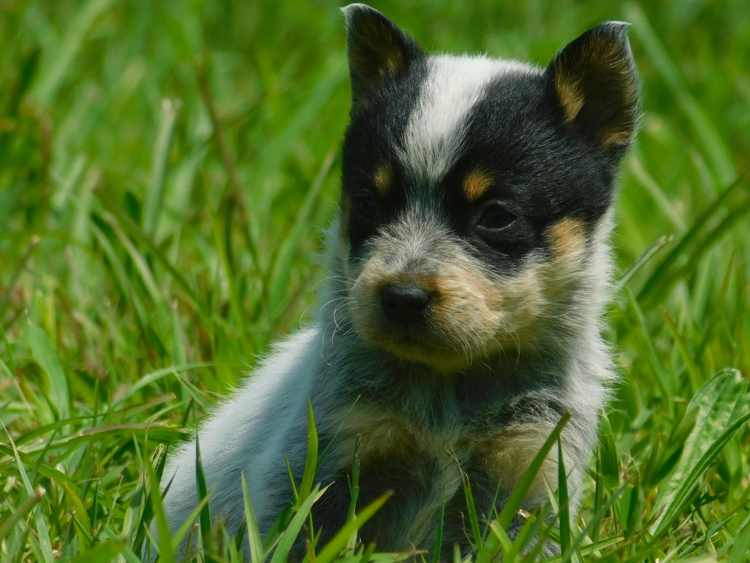 Australian Cattle Dog Puppies For Sale Morehead, KY 300202