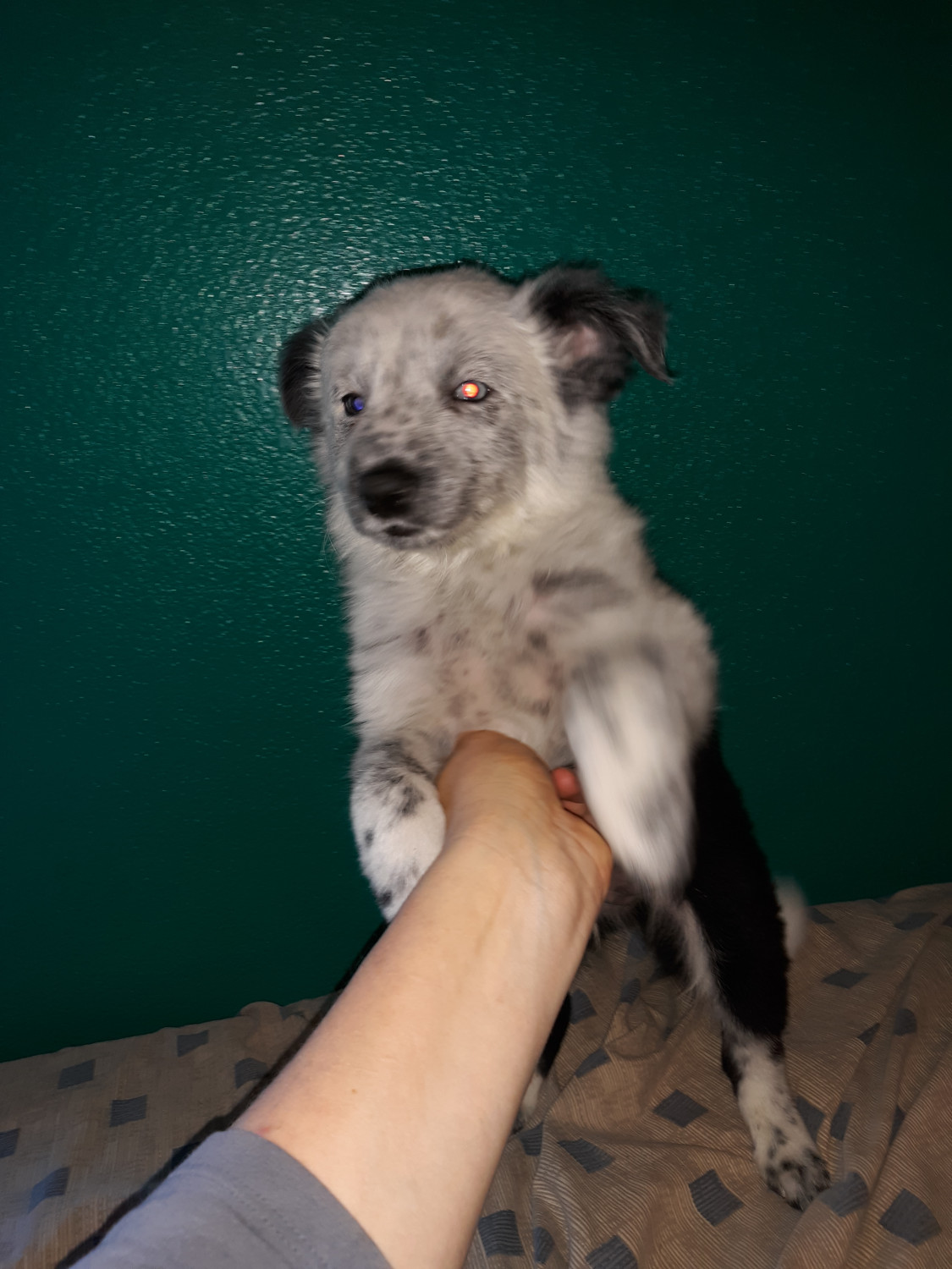 Australian Collie Puppies For Sale Paso Robles, CA 291600