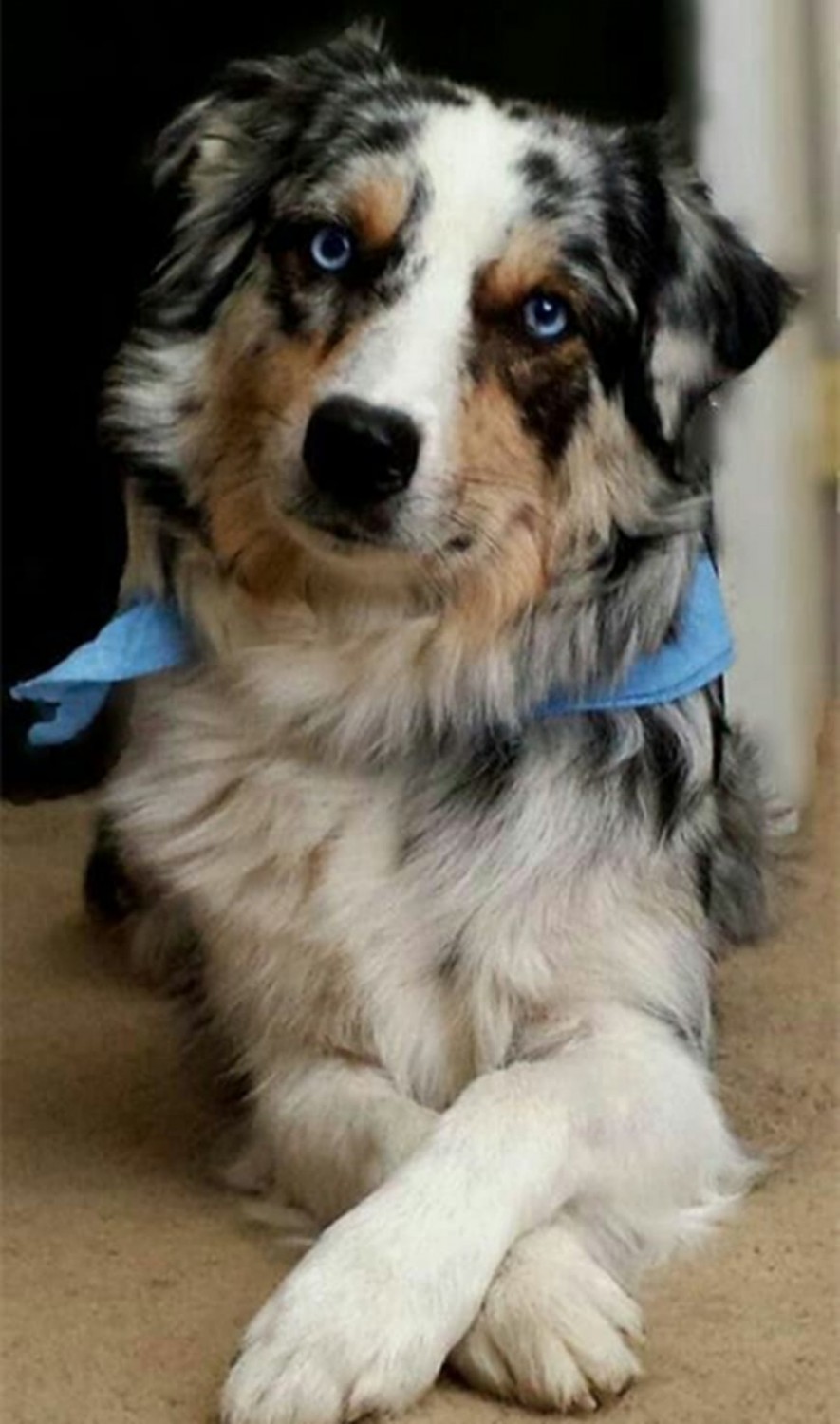 Australian Collie Dog Breed Information, Images