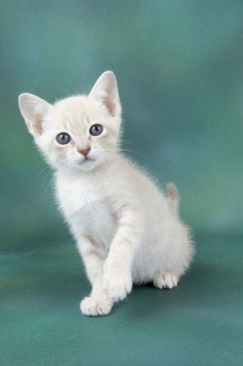 Grøn Klan nedadgående سوف تقرر صناعة الاعتماد australian mist kittens for sale - nova-bit.com