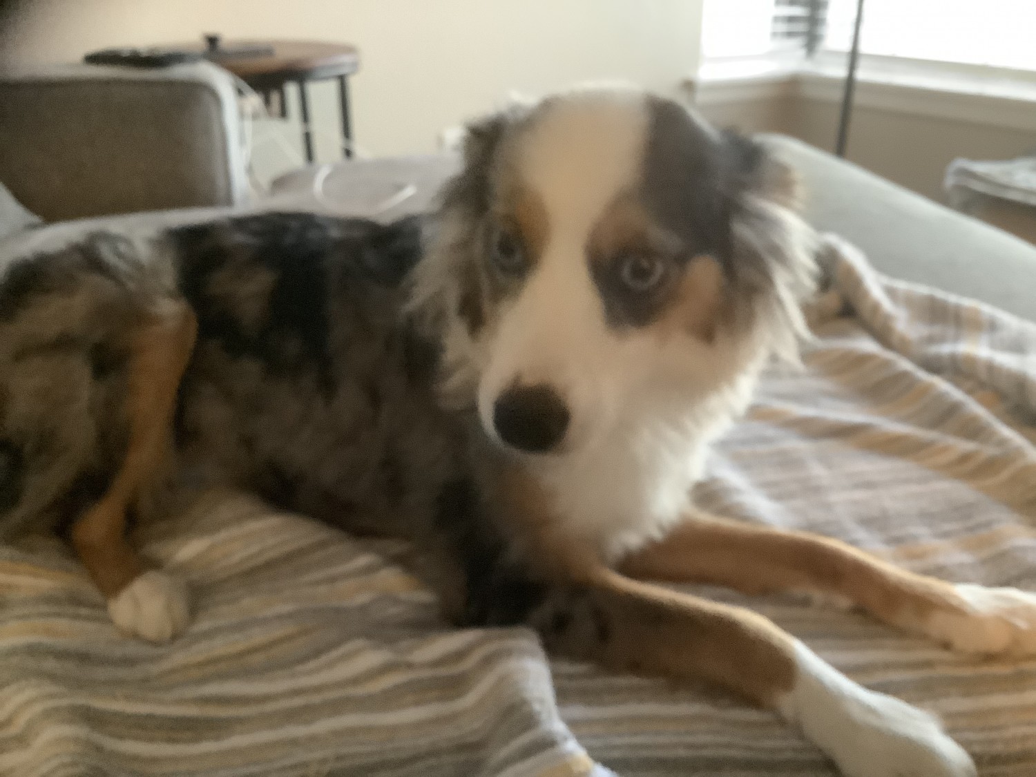 Australian Shepherd Puppies For Sale Phoenix, AZ 444522