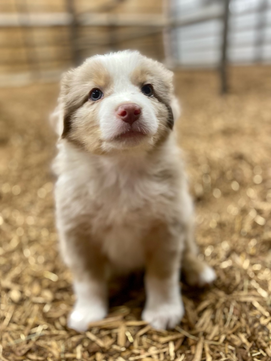 Australian Shepherd Puppies For Sale Somerset, OH 500518