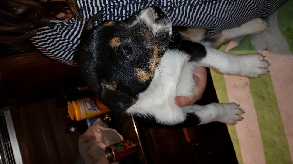 Australian Shepherd Puppies For Sale Bakersfield, CA 72113
