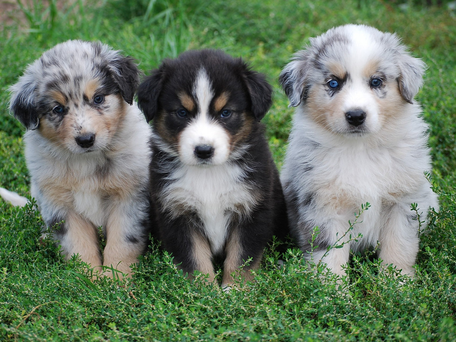 australian shepherd puppies for sale under 200