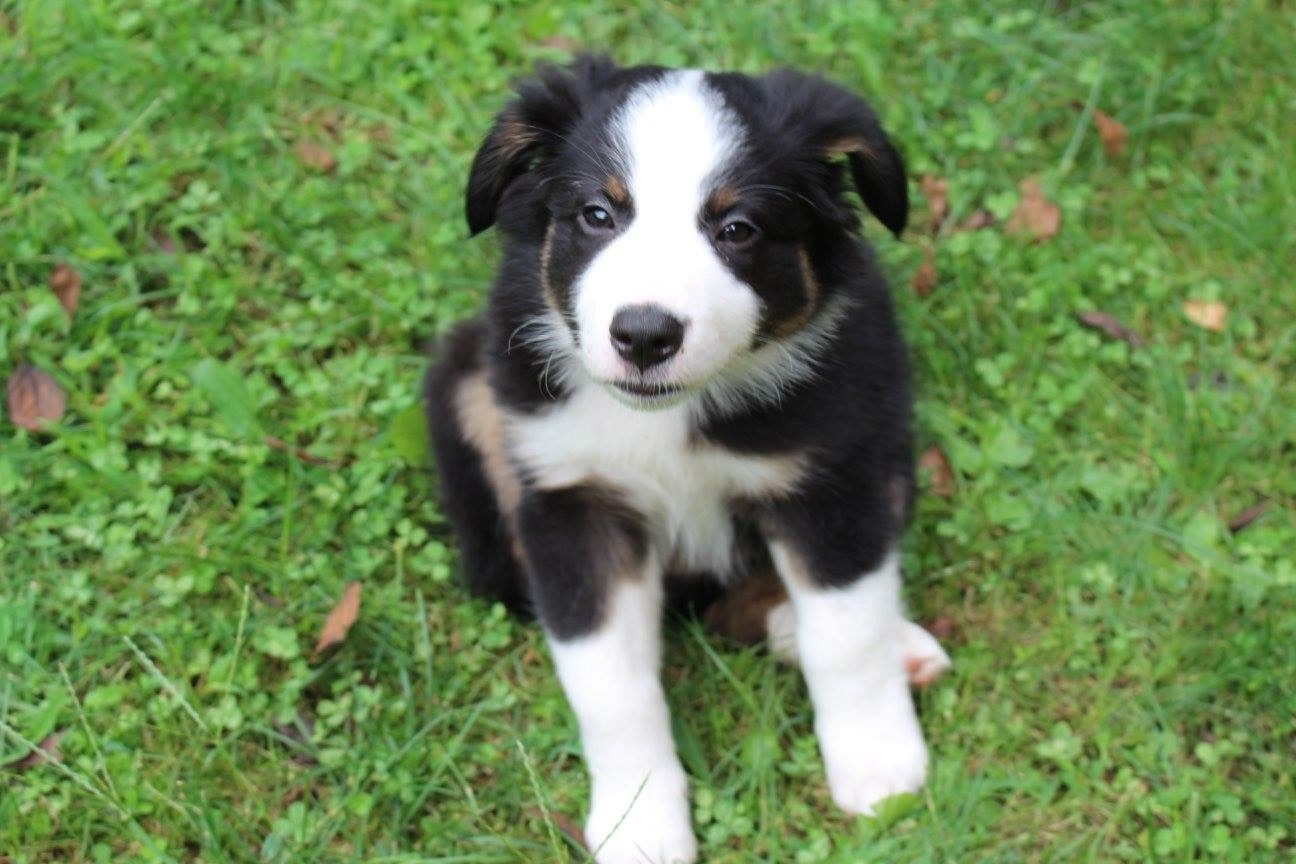 7. Australian Shepherd Puppies for Sale Under 200 Dollars Near Me - wide 7