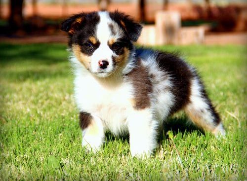 australian shepherd puppy for sale