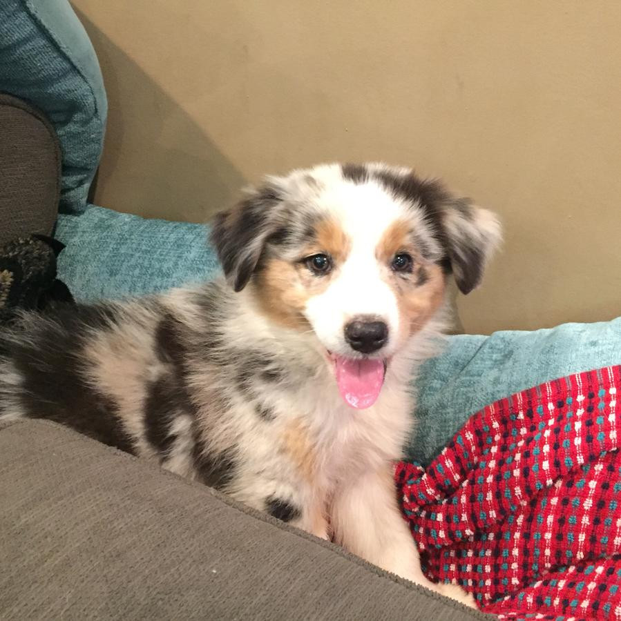56 Best Photos English Shepherd Puppies For Sale In Pa - Hodgie , German Shepherd puppy for sale in Gap, Pa | Cute ...
