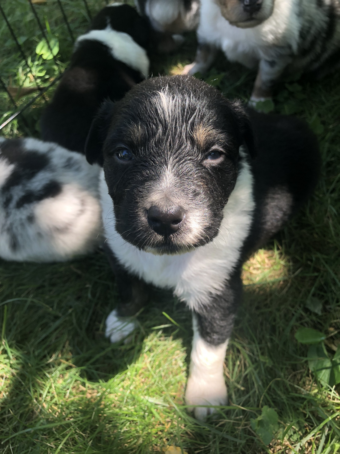 Australian Shepherd Puppies For Sale | Dearborn Heights ...