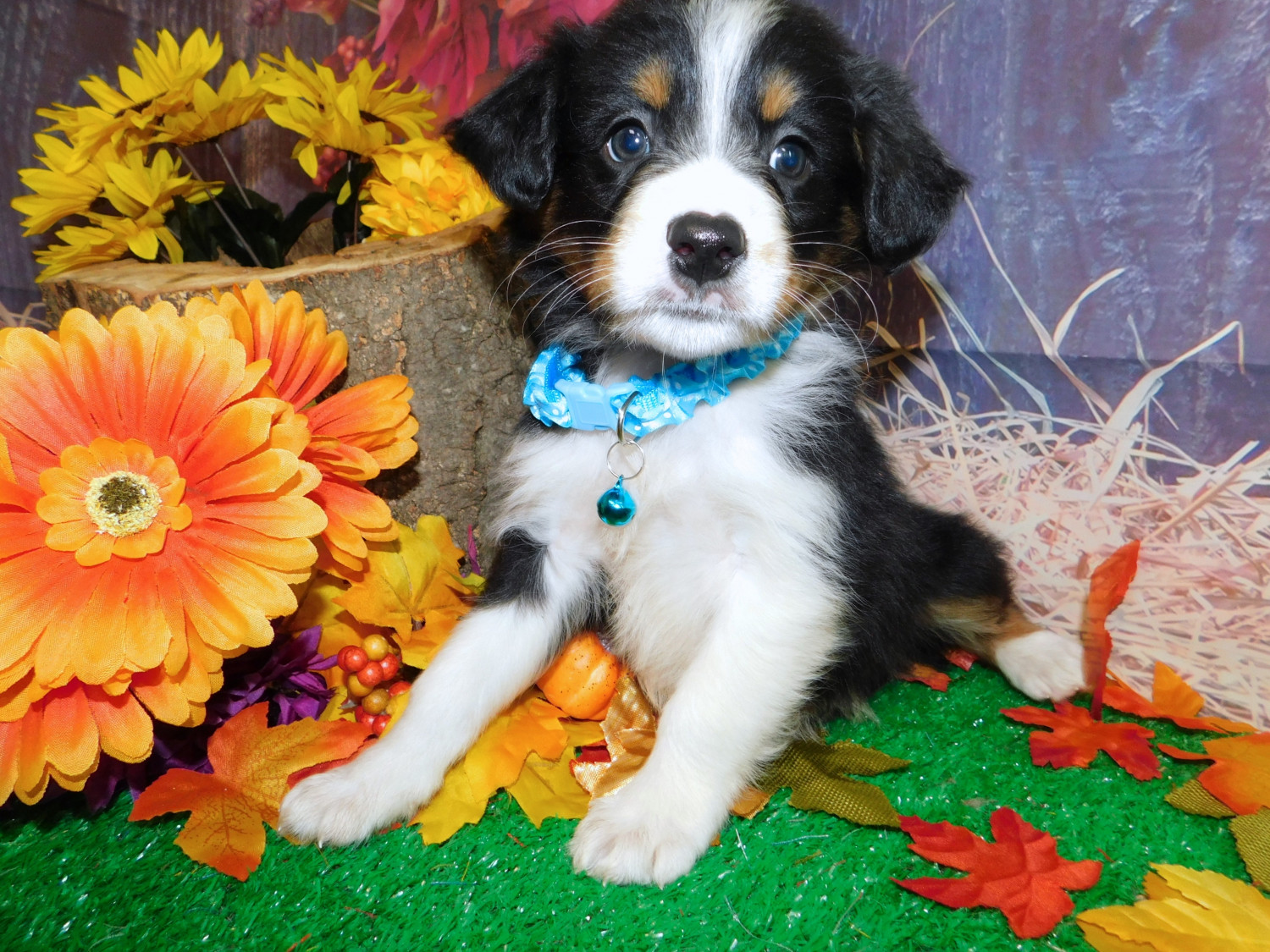 Australian Shepherd Puppies For Sale Hammond, IN 284253