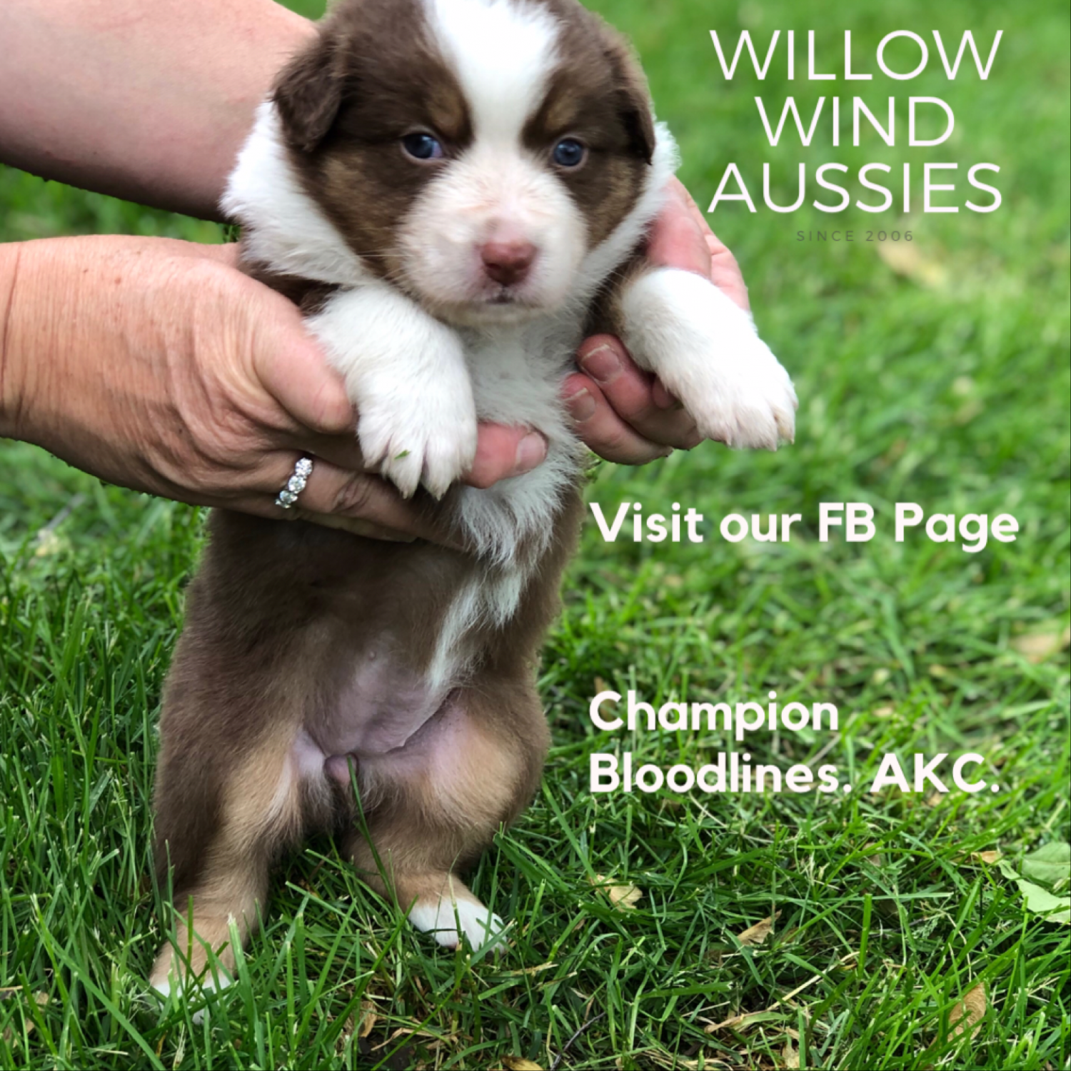 Droll Australian Shepherd Puppies For Sale In Iowa