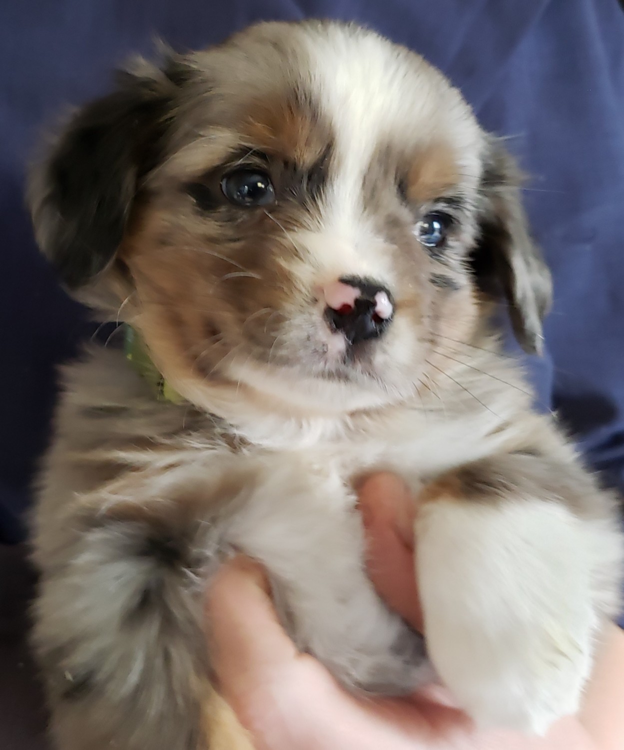 Australian Shepherd Puppies For Sale Newaygo, MI 312933