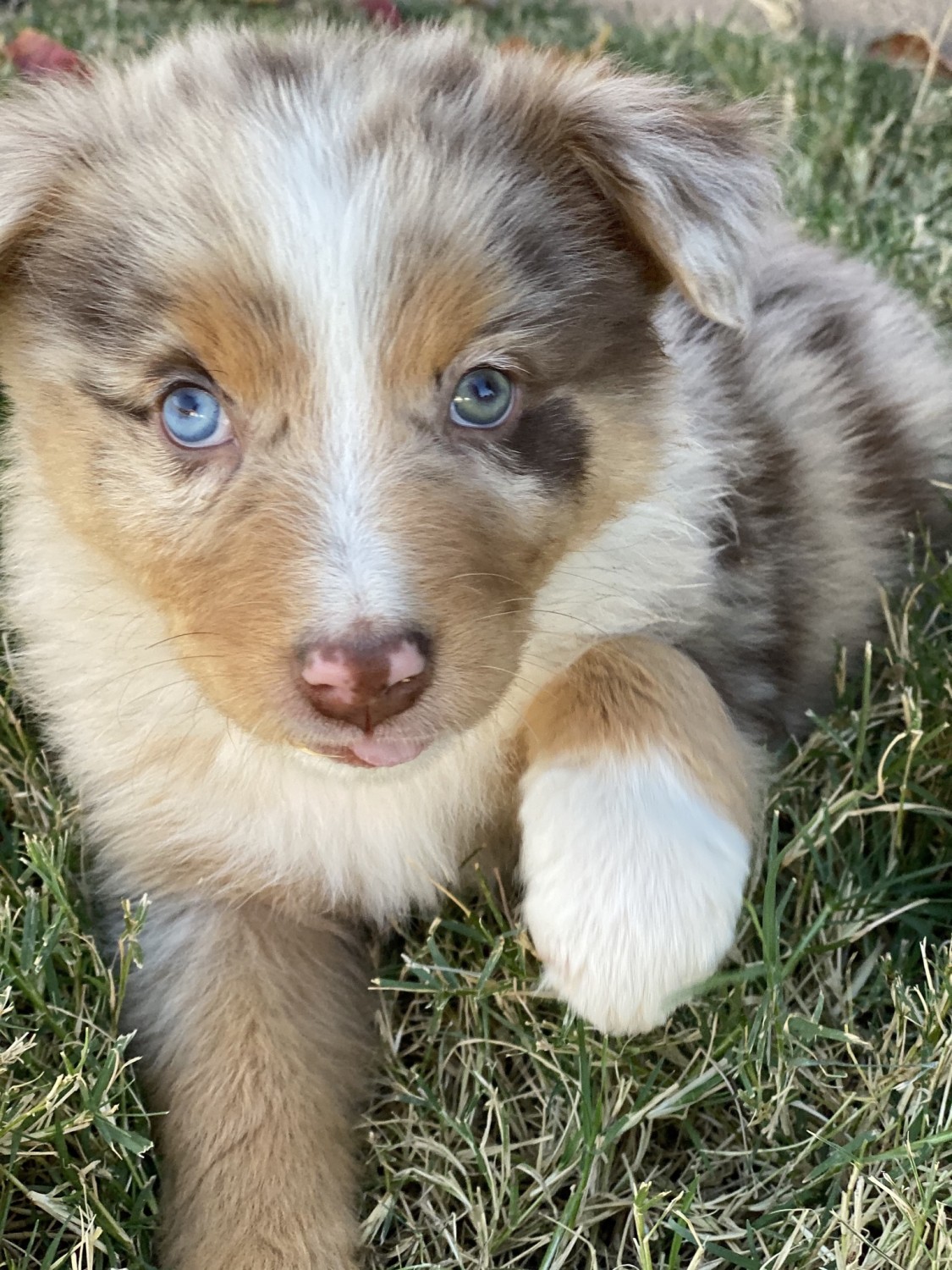 Australian Shepherd Puppies For Sale Porterville, CA 316043