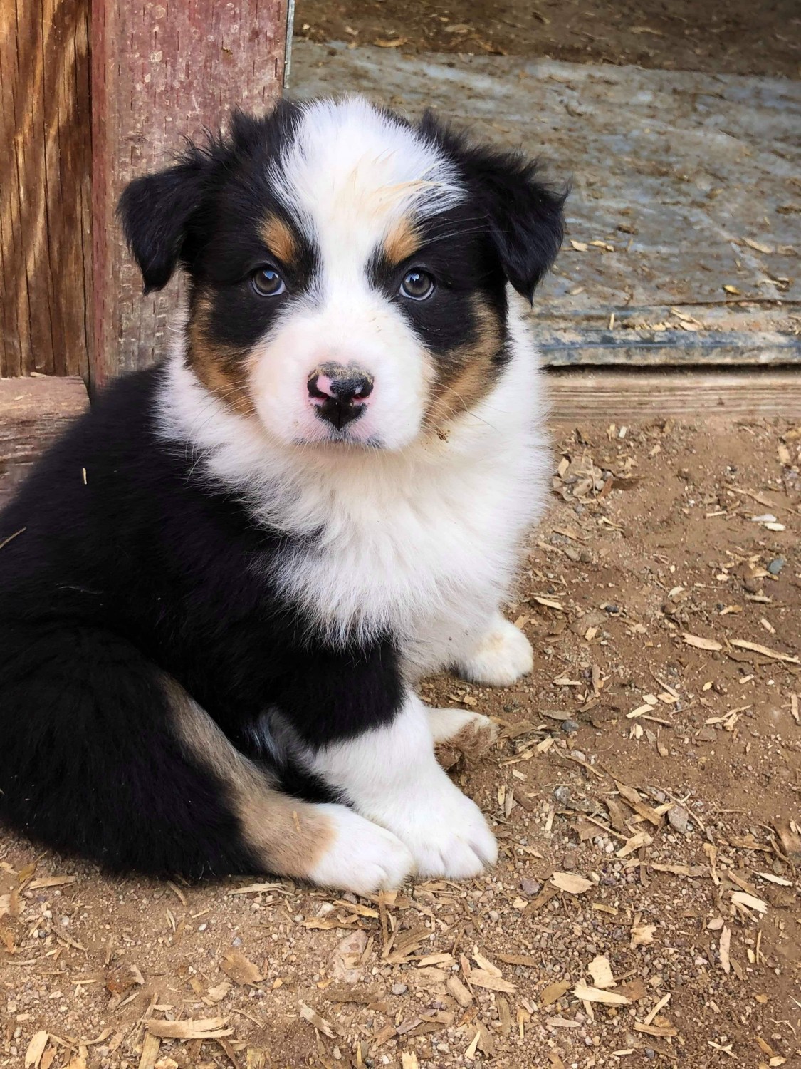 Australian Shepherd Puppies For Sale Barstow, CA 319839