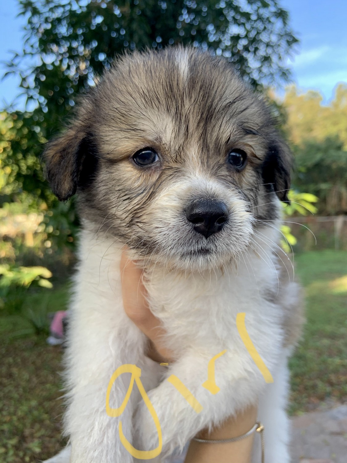 Australian Shepherd Puppies For Sale Bradenton, FL 321519