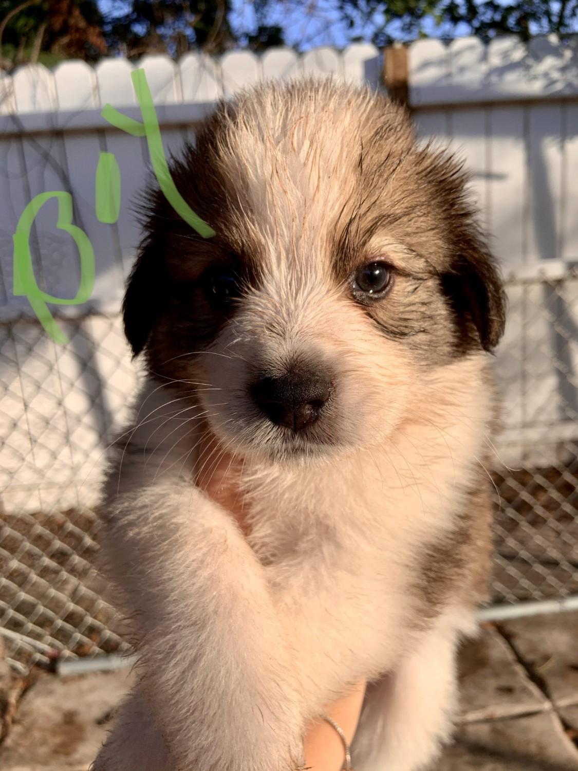 Australian Shepherd Puppies For Sale Bradenton, FL 321519