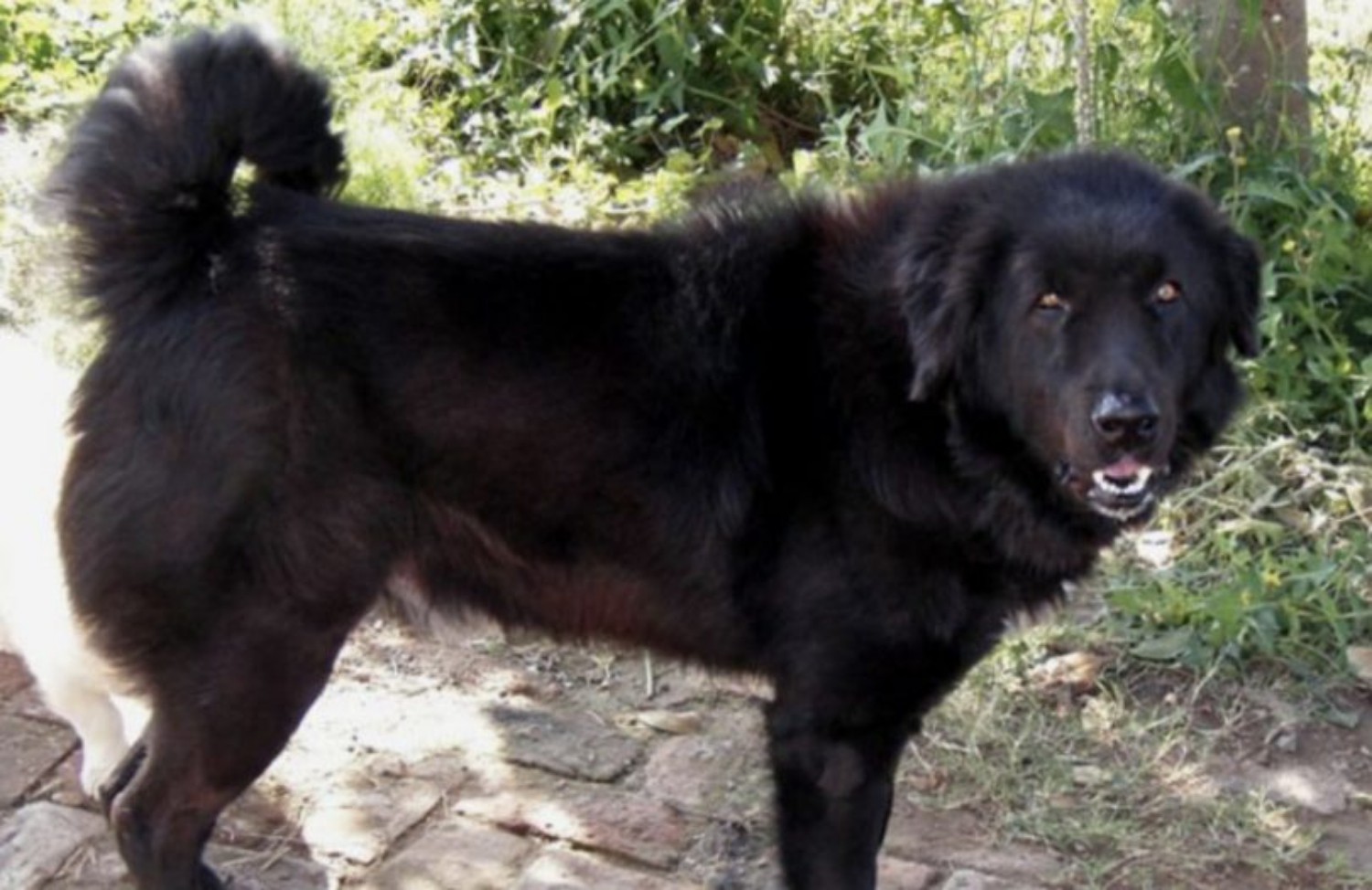 Bakharwal Dog Dog Breed Information 