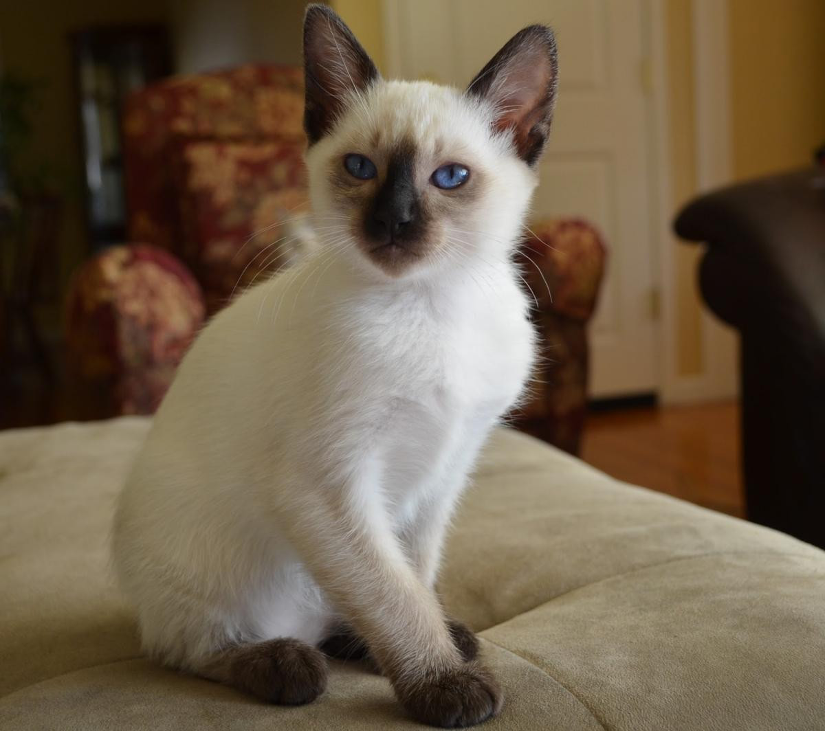 Balinese Cats For Sale Los Angeles, CA 156366 Petzlover