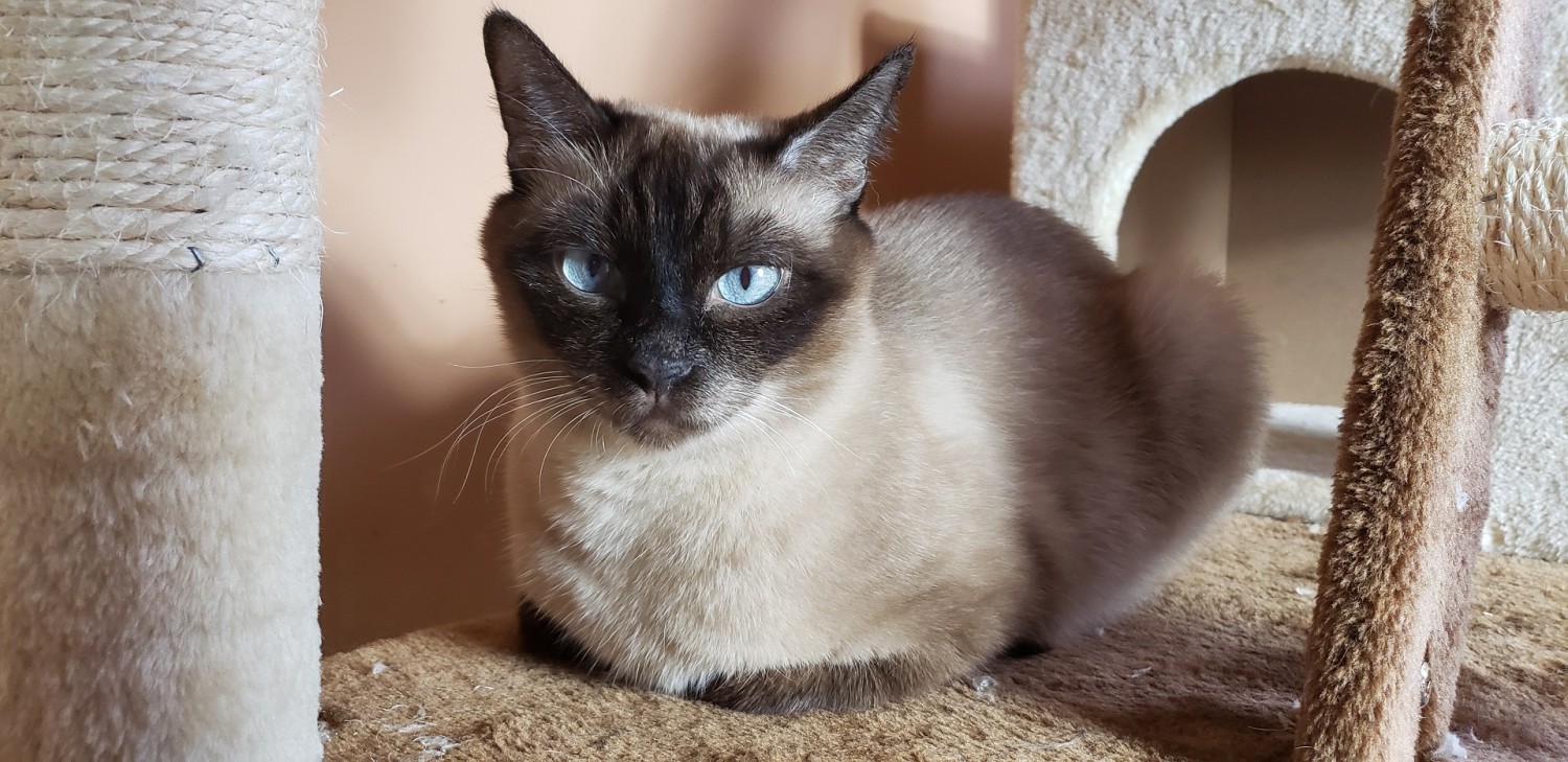 Balinese Cats For Sale Brooklyn, NY 312050 Petzlover