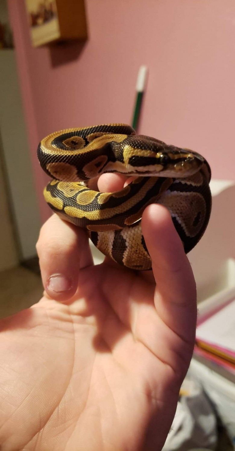 Ball Python Reptiles For Sale Muncie In 313175,What Is Pectinase