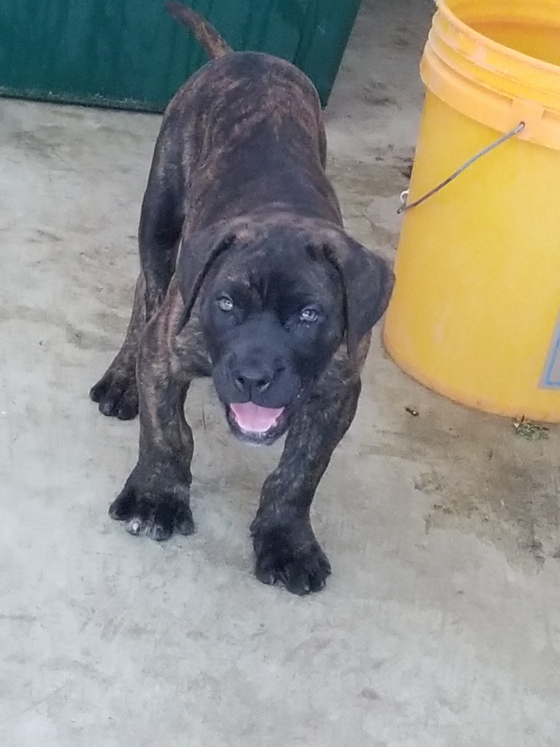 Bandog Puppies For Sale Clinton, MD 220009 Petzlover