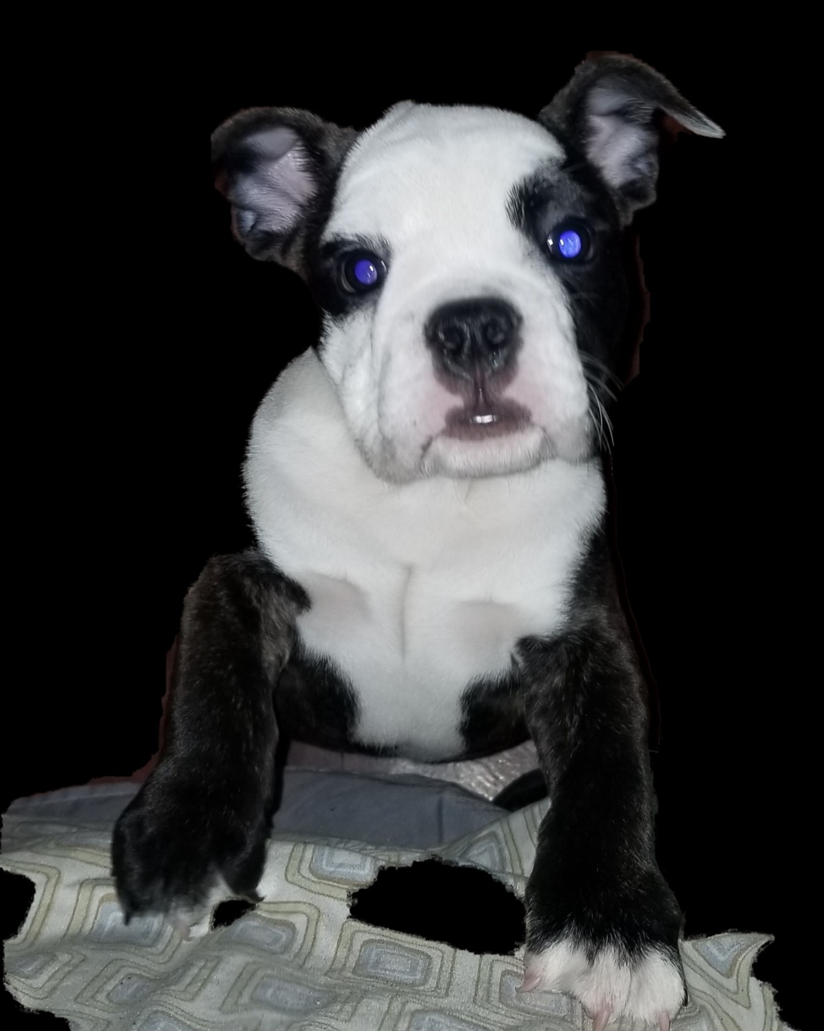 Bantam Bulldog Puppies For Sale The Bronx, NY 311487